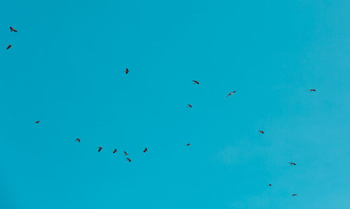 Low angle view of birds flying in sky