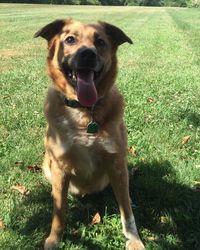 Portrait of dog sitting on field