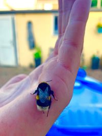 Close-up of insect on hand