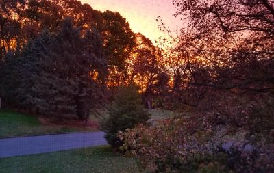 Trees on landscape against sky at sunset