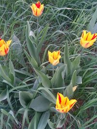 Close-up of yellow flower