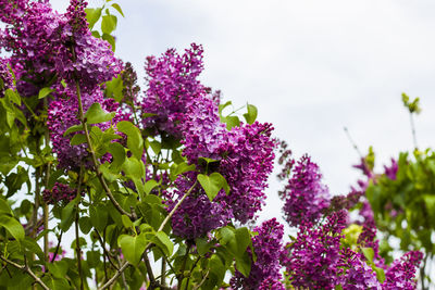 Close-up of purple flowering plants against sky