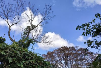 Low angle view of trees against sky