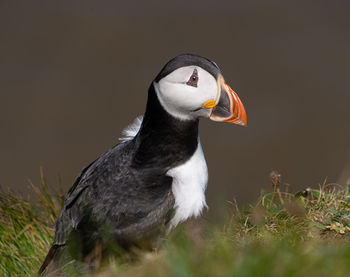 Single puffin portrait close up seabird showing black, white and orange marking, feathers and beak