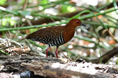 Close-up of bird perching on a field