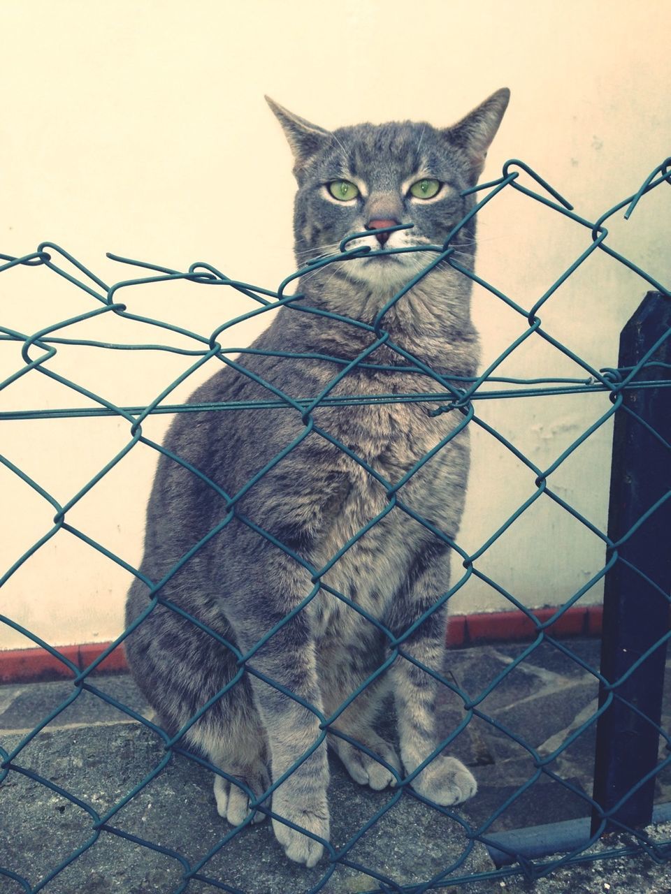 animal themes, one animal, chainlink fence, domestic cat, fence, cat, mammal, feline, portrait, close-up, focus on foreground, looking at camera, pets, metal, sitting, safety, domestic animals, outdoors, protection, whisker