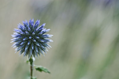 Close-up of purple flower blooming outdoors