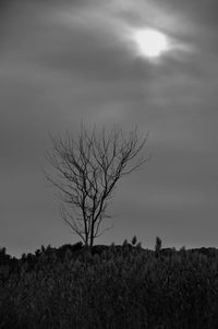 Bare trees on field