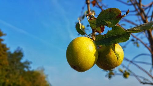 Low angle view of fruits on tree