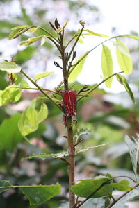 Close-up of red berries on plant