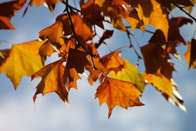 Low angle view of autumn leaves on branch