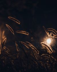 Close-up of crops on field at night
