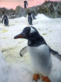 Close-up of penguin on snow