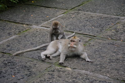 High angle view of monkey