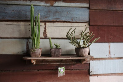 Small cactus plant in cute pots on wooden shelves on old wood wall wall with copy space.