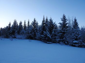 Snow covered trees against clear blue sky