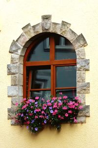 Low angle view of pink flowering plants on window