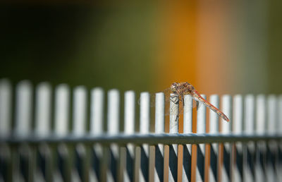 Close-up of spider on metal fence