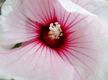 Close-up of pink hibiscus