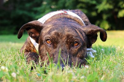 Portrait of dog relaxing on field