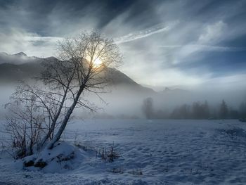 Scenic view of snow covered trees against sky