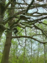 Low angle view of tree in forest