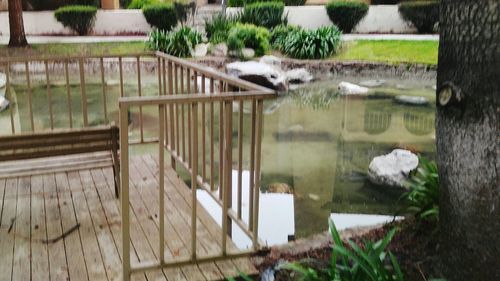 Reflection of plants in pond