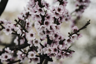 Close-up of cherry blossom tree