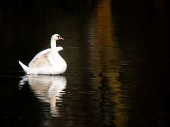 White swan swimming in lake, evening light reflection, cygnus olor