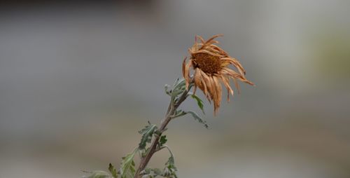 Close-up of plant