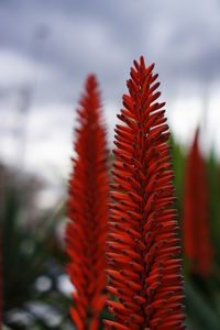 Close-up of red leaves on plant against sky