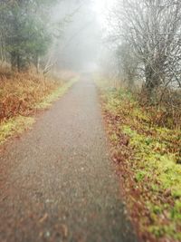 Surface level of trees on field in forest