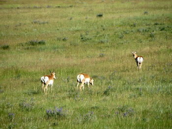 Pronghorns grazing on grassy field