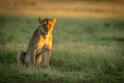 Big cat on grass