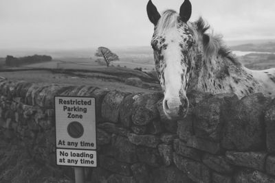 Horse standing by stone wall on field against sky