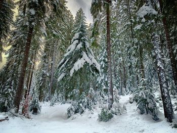 Trees in snow covered forest
