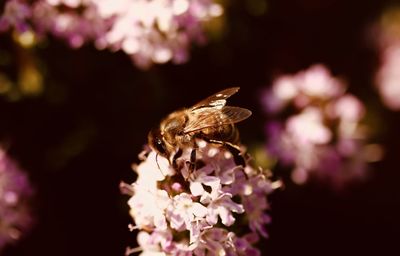 Close-up of butterfly pollinating on pink flower