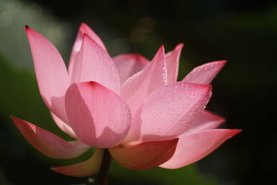 Close-up of pink lotus 