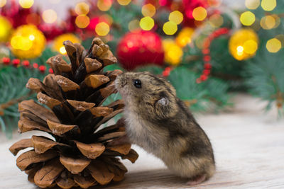 Close-up of squirrel