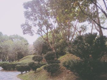 Scenic view of trees against sky