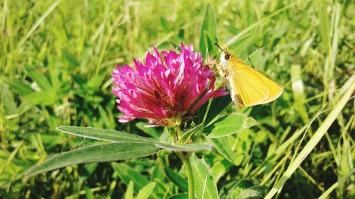 Close-up of butterfly pollinating on flower