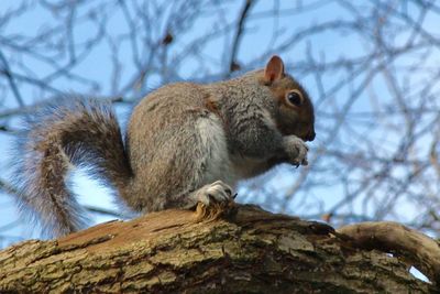 Low angle view of squirrel on tree