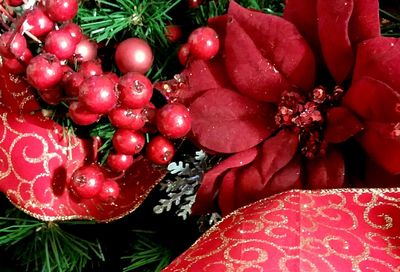 Close-up of red rose