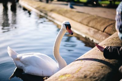 Swan swimming in lake