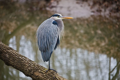 High angle view of gray heron perching on lake