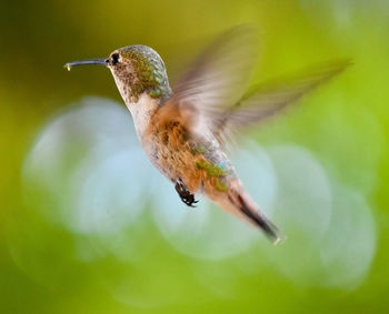 Close-up of bird flying