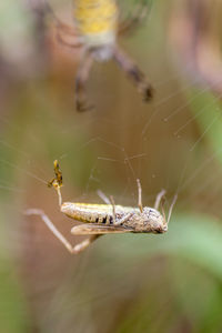 Close-up of spider on web