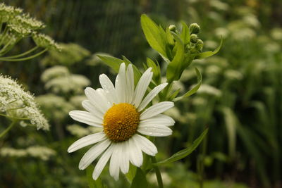 Close-up of flower blooming outdoors