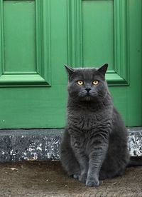 Portrait of cat by green door