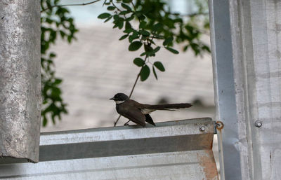 Close-up of bird perching on railing